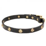 Outstanding Quality Leather Collar with Brass Studs for Dogue de Bordeaux