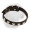 Splendid Dogue de Bordeaux Leather Collar with Nickel Studs