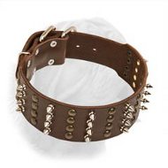 Extra Wide Leather Collar for Dogue de Bordeaux with Spikes and Studs