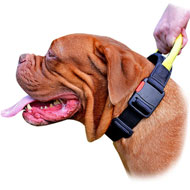 Extra Wide Dogue de Bordeaux Nylon Collar with Comfortable Handle and Specially Constructed Quick Release Buckle