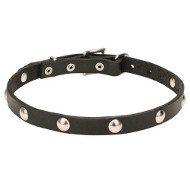 Dogue de Bordeaux Collar with Half-Ball Chrome Plated Studs