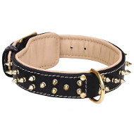 Amazing Spiked Leather Collar for Dogue de Bordeaux
