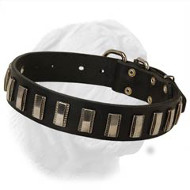 Amazing Dogue de Bordeaux Leather Collar with Plates