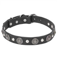 Leather Dogue de Bordeaux Collar with Silver-Like Conchos and Half-Ball Studs