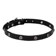 Leather Dogue de Bordeaux Collar with Chrome Plated Engraved Studs