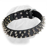 Leather Spiked Collar for Dogue de Bordeaux