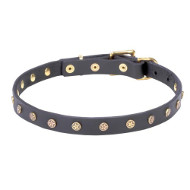 Adorable Dogue de Bordeaux Leather Collar with Handset Studs