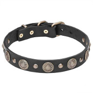 Stylish Leather Dogue de Bordeaux Collar with Brass Circles and Small Studs