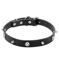 "Pirate" Leather Dogue de Bordeaux Collar with Spikes and Skulls