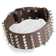 Spiked and Studded Dogue de Bordeaux Collar for a Fashionable Dog