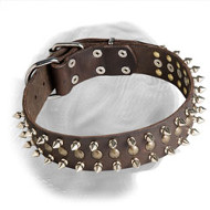 Incredible Dogue de Bordeaux Decorated Leather Collar