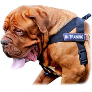 Dogue de Bordeaux Nylon Harness for Pulling, Tracking, Training and SAR  Dogue de Bordeaux Nylon Harness for Pulling, Tracking, Training and SAR