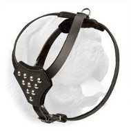 Stylish Leather Harness for Dogue de Bordeaux Puppies with Studs