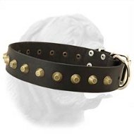 Beautiful Wide Leather Dog Collar With Brass Conoid Studs