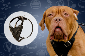 Leather Dog Harness