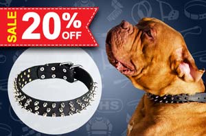 Leather Dog Collar