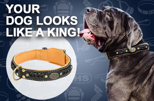 Leather Dogue de Bordeaux Collar