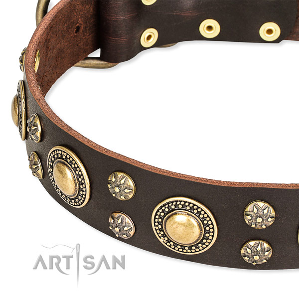 Leather dog collar with fashionable adornments