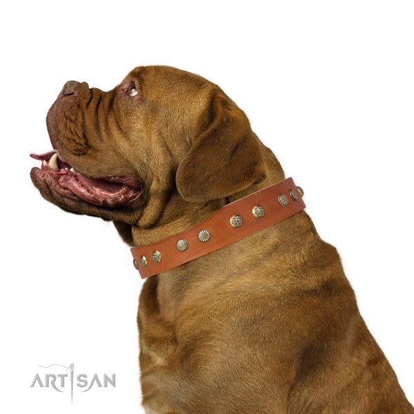 Incredible adornments on fancy walking full grain natural leather dog collar
