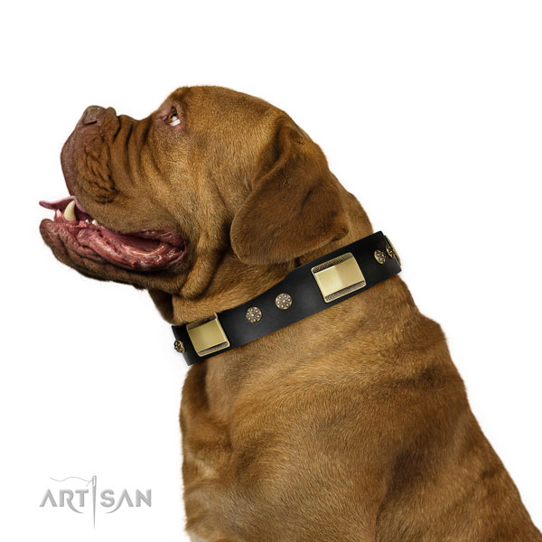 Comfy wearing dog collar of leather with impressive adornments