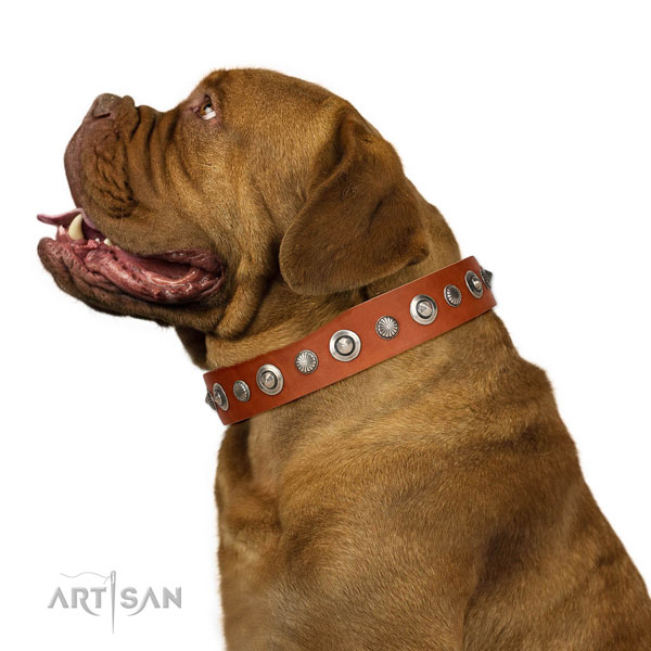 Strong leather dog collar with top notch embellishments