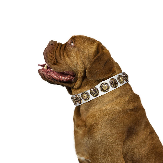 Impressive genuine leather collar for your beautiful four-legged friend