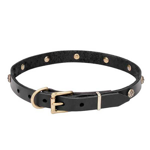 Dogue de Bordeaux collar with strong brass buckle and D-ring