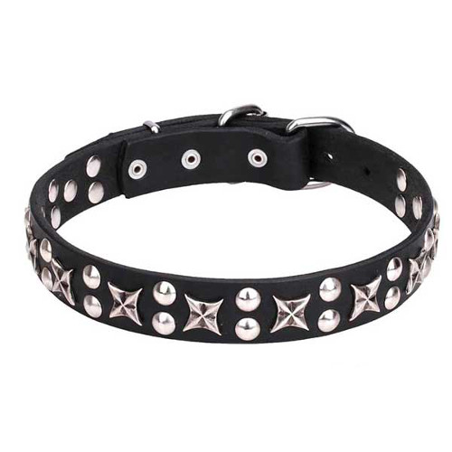 Dogue de Bordeaux genuine leather collar decorated with chrome-plated studs