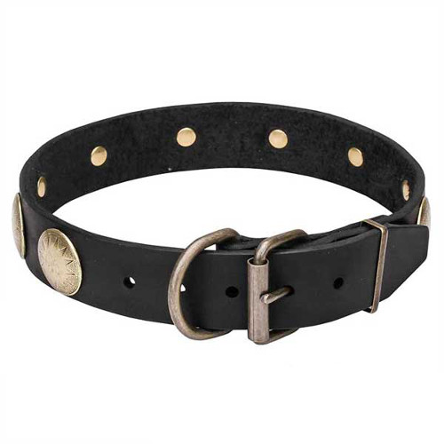 Dogue de Bordeaux collar with durable brass fittings