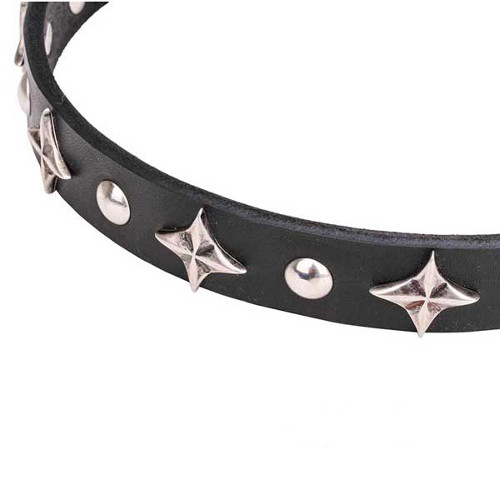 Dogue de Bordeaux leather collar with reliably set stars and studs