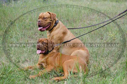 Exclusive Dog Walking Collar with Round Studs