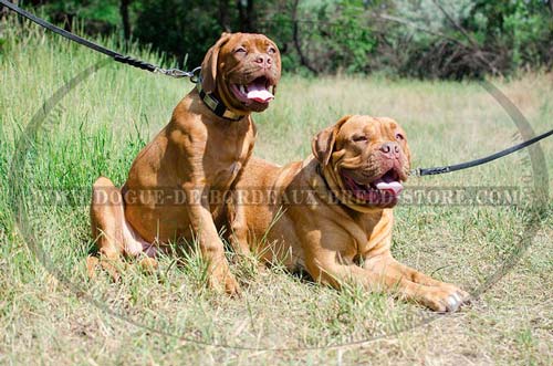 Dogue de Bordeaux Wide Walking Collar with Original Plates