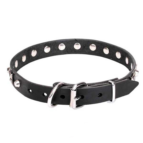Dogue de Bordeaux collar with reliable nickel-plated hardware