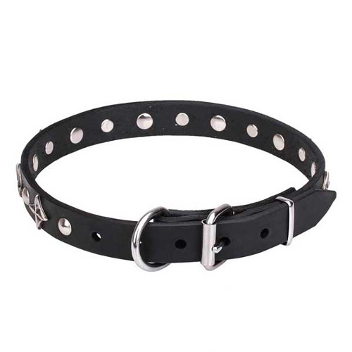 Dogue de Bordeaux collar with reliable chrome-plated hardware