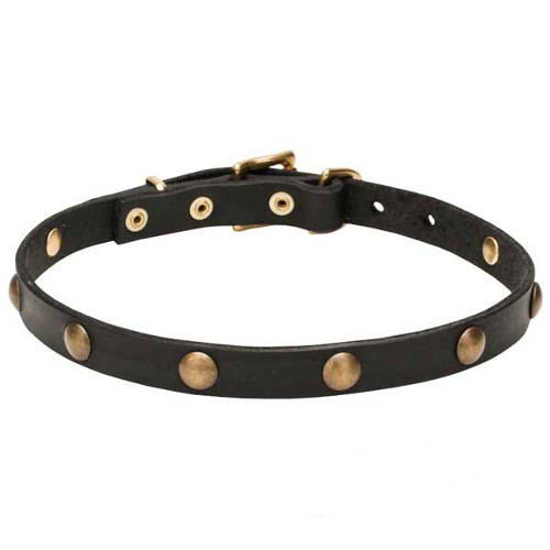 Leather dog collar decorated with round brass studs