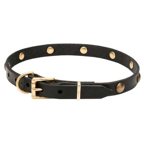 Dog collar with rustproof buckle