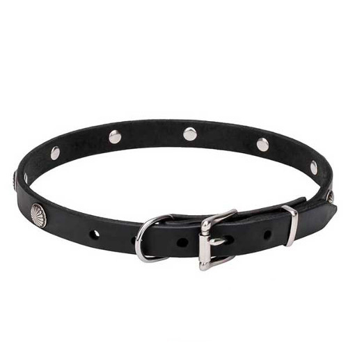Dogue de Bordeaux collar with strong chrome-plated buckle