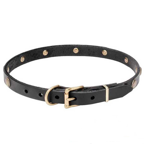 Attractive design dog collar