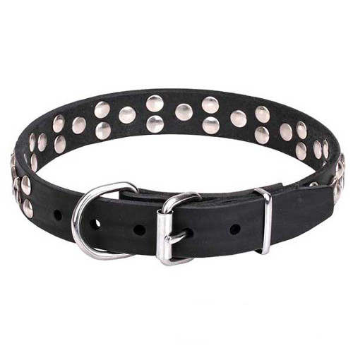 Dogue de Bordeaux collar with reliable chrome-plated buckle