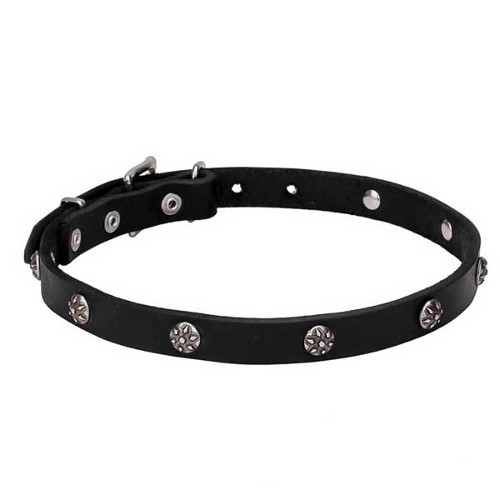 Dogue de Bordeaux collar with engraved chrome-plated studs