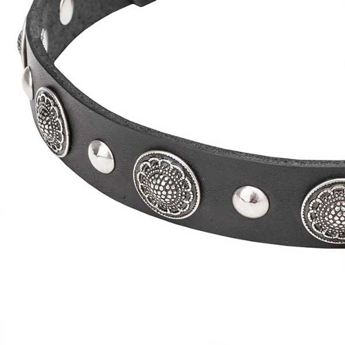 Dogue de Bordeaux collar with silvery chrome-plated studs