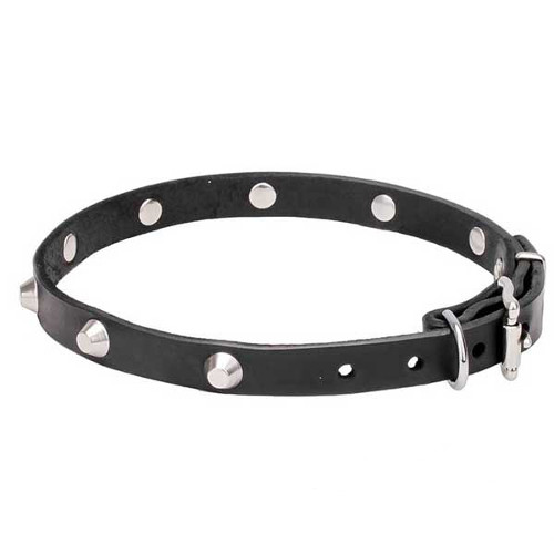 Marvelous collar with chrome plated adornment