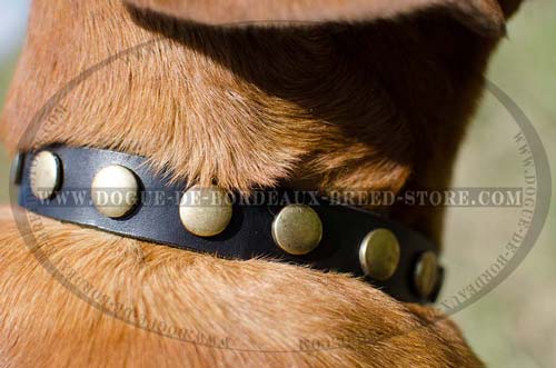 Durable Narrow Leather Collar for French Mastiff with Flat Round Studs
