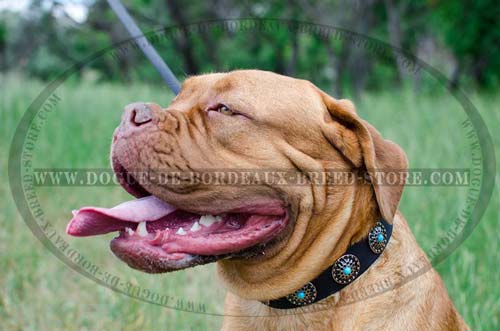 French Mastiff Looks Great in a Wide Leather Collor with Blue Stones Set Conchos