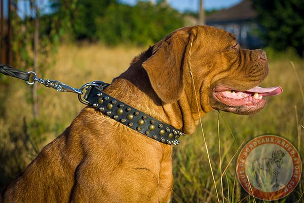 Dogue de Bordeaux leather collar with nickel spikes and brass studs