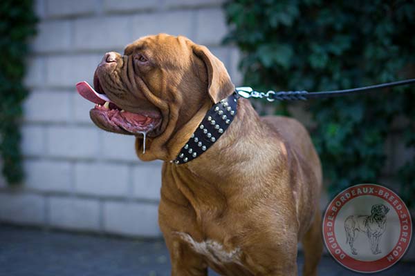 4 rows studded Dogue de Bordeaux collar