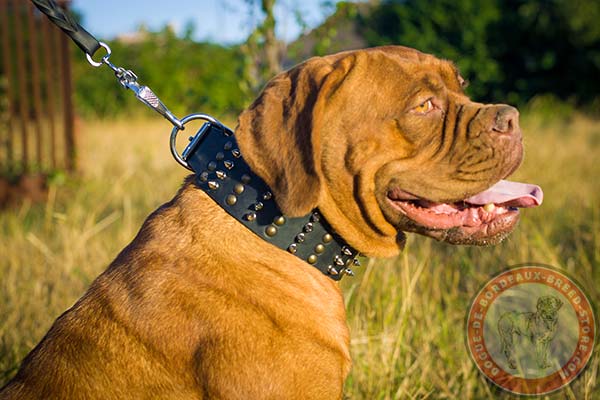 Adjustable Dogue de Bordeaux leather collar 