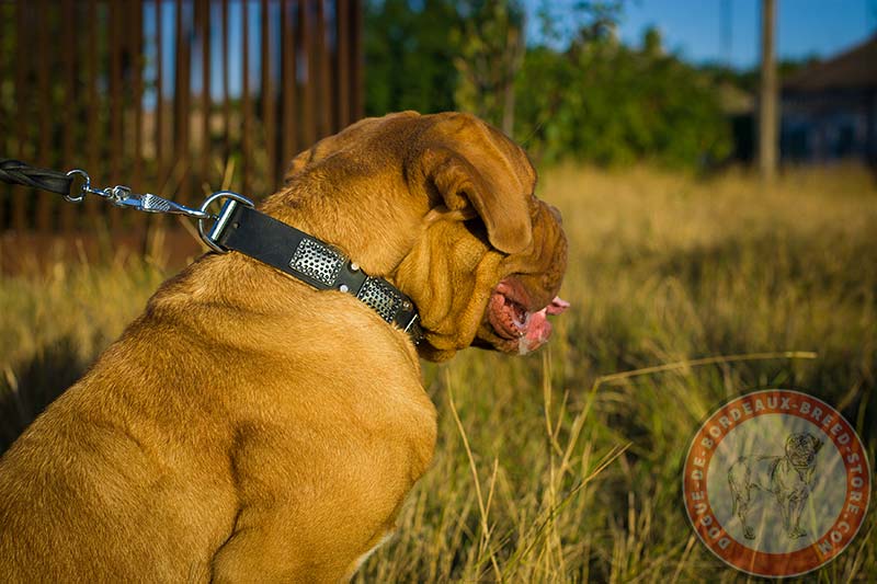 Gorgeous Handcrafted Leather Dogue De Bordeaux Collar