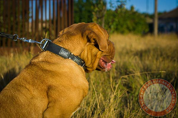 Dogue de Bordeaux leather collar with nickel plates and cones