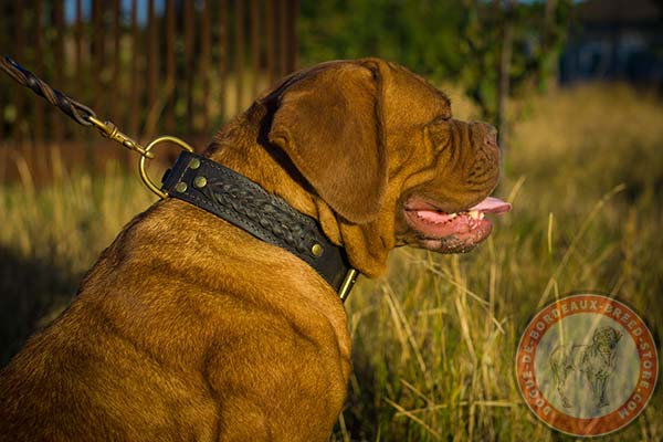 2 ply braided Dogue de Bordeaux collar